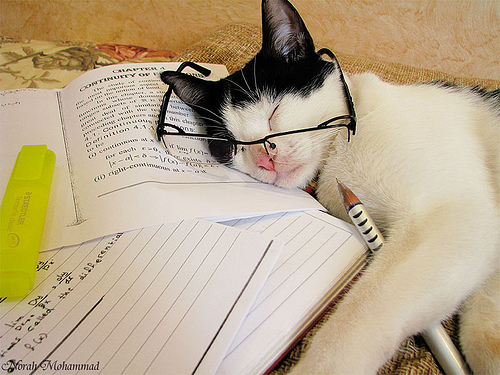 gato-estudiando